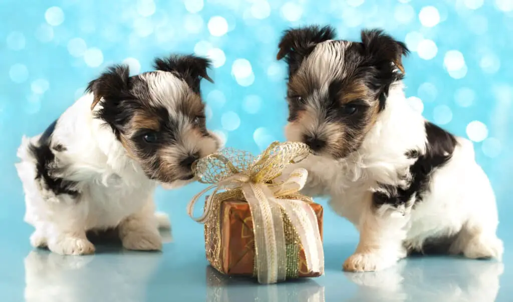 Biewer terrier puppies share Christmas gift