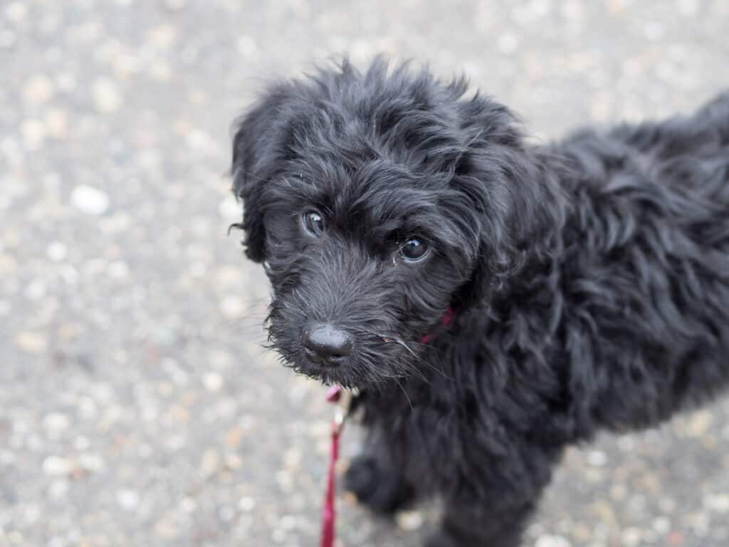 Black Labradoodle Puppy