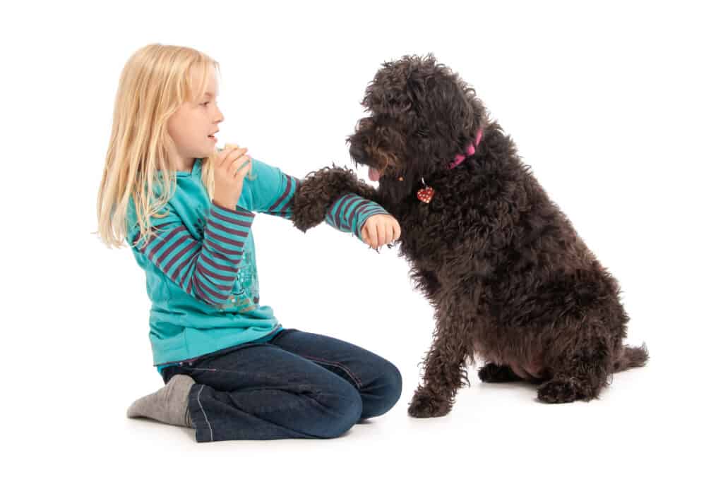 Black labradoodle begging young blonde girl for a treat