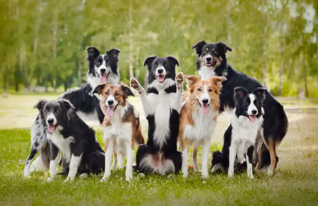 Group border collies on the grass in summer