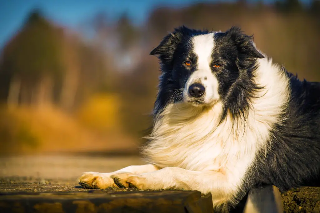 Border Collie lying on rocks in nature