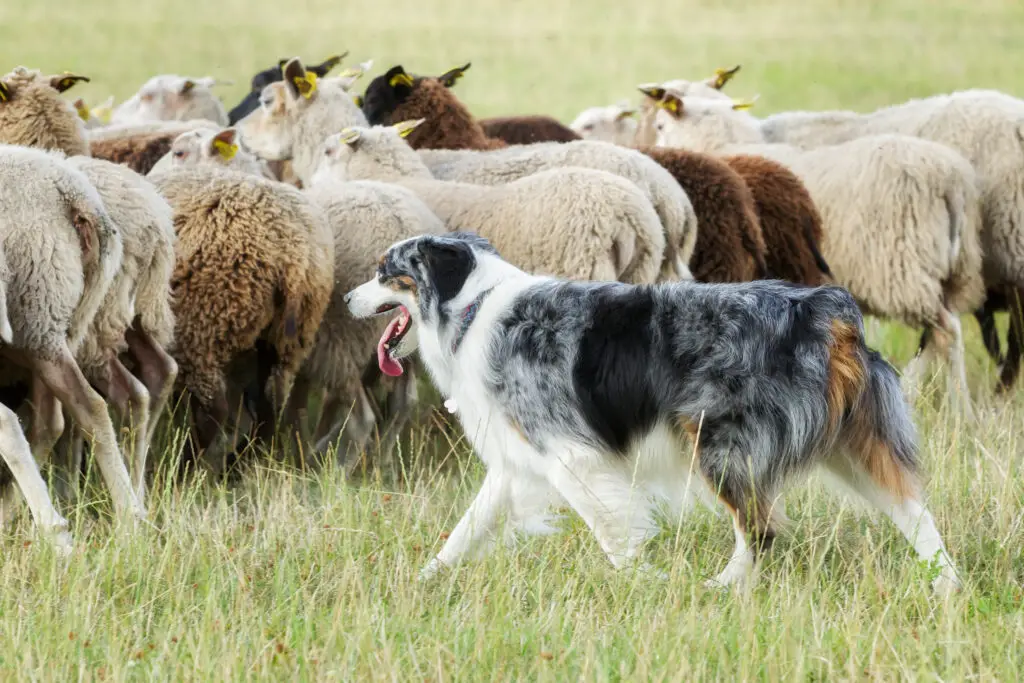Australian Shepherd herding a flock of sheep on a summer day.