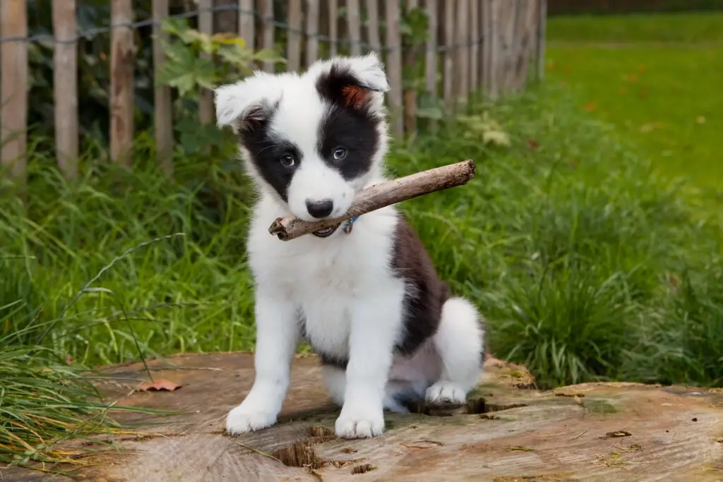 Border collie puppy on tree stump holding a stick