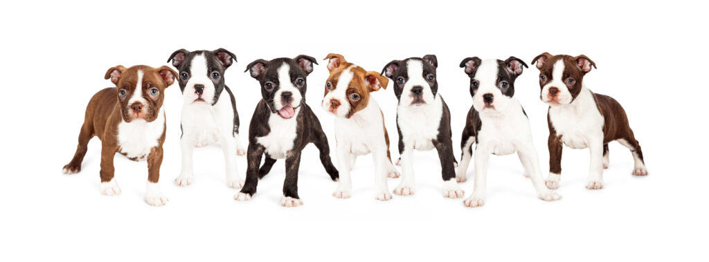 Boston Terrier puppies in various colors but all have the notorious tuxedo look to them. The colors range from dark brown, to light brown to black.