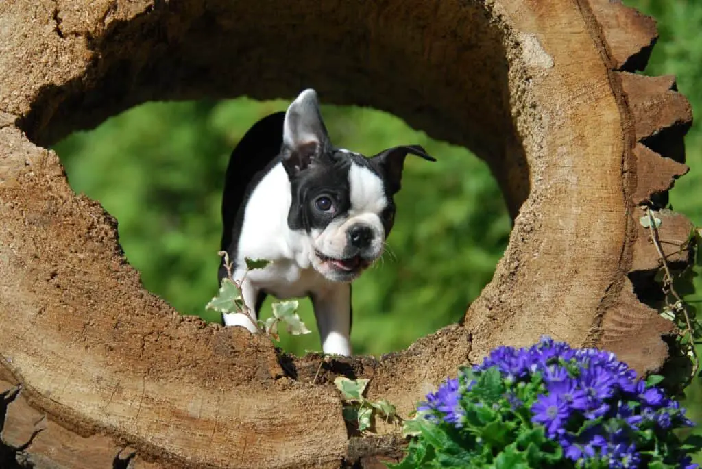 Boston terrier in a hollowed out tree trunk looking playful