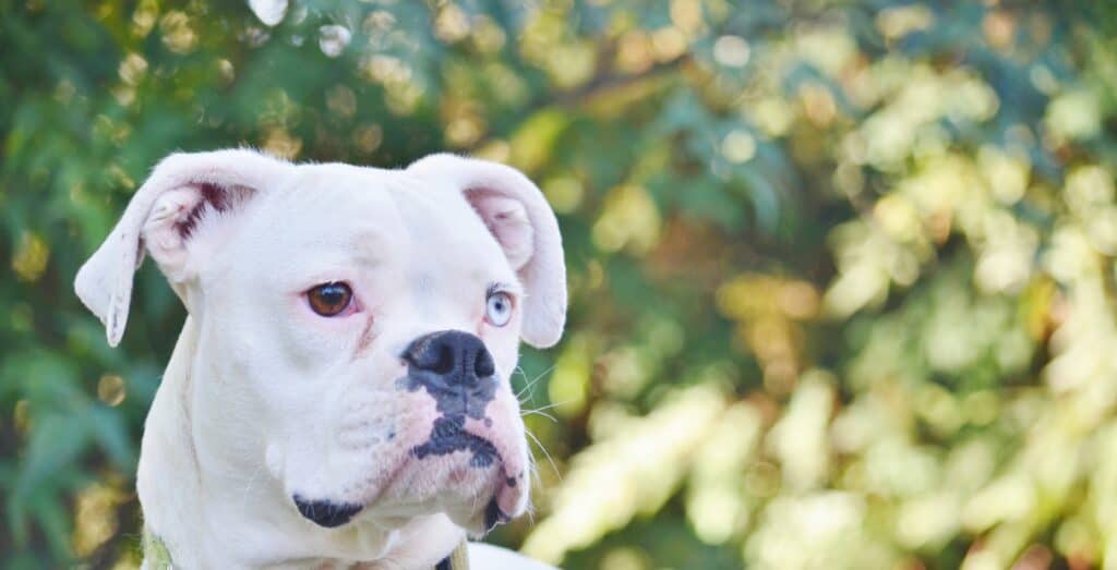 White Boxer with one blue and one brown eye