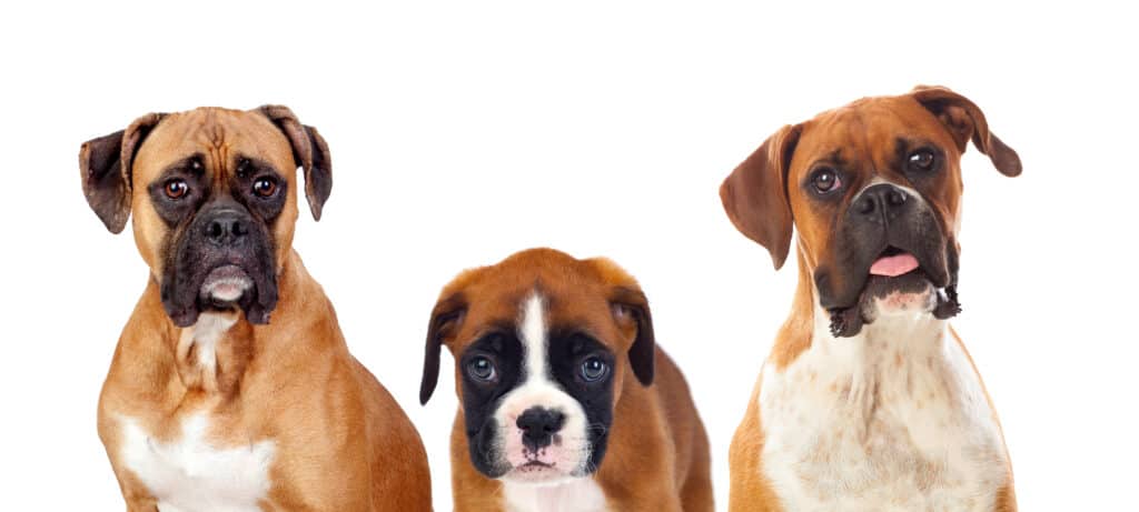 Beautiful family of 3 boxer dogs looking at camera