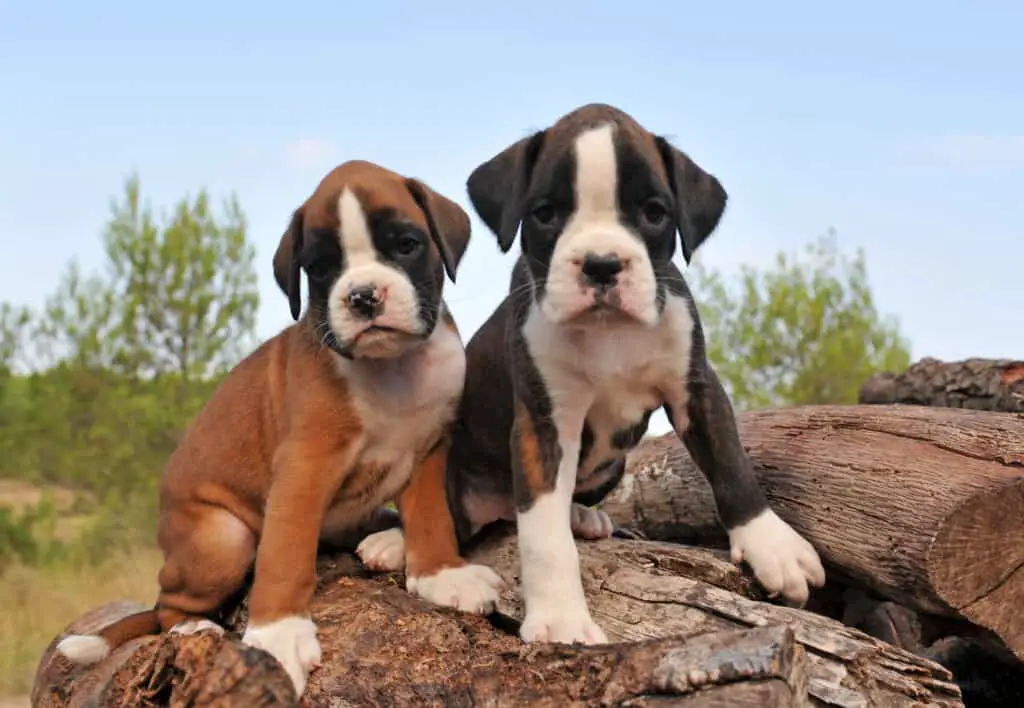 portrait of two purebred puppies boxer outdoors