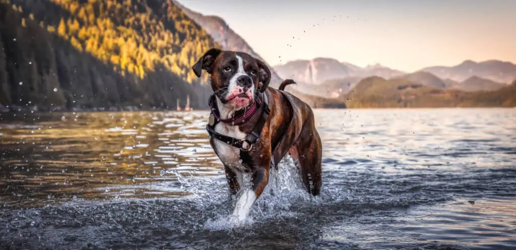 Playful Boxer Dog swimming in the water.