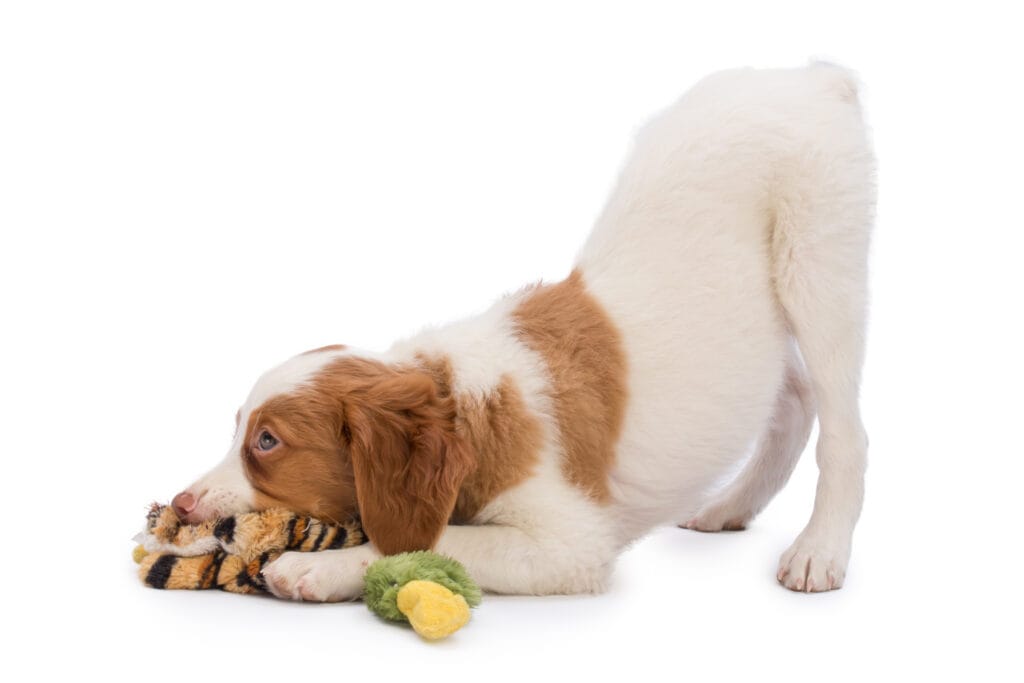 Brittany Spaniel puppy with its rump in the air playing with dog toys