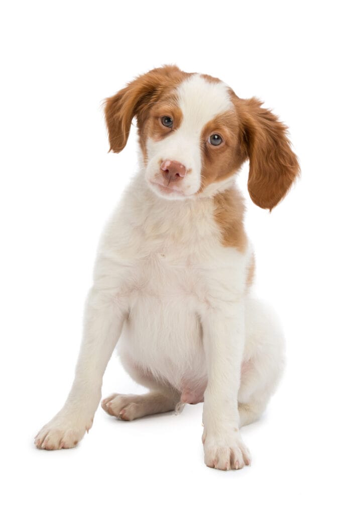 Brittany Spaniel puppy sitting in front of a white background.