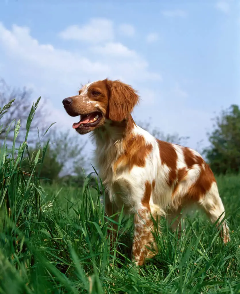 Brittany Spaniel, Adult standing on Grass