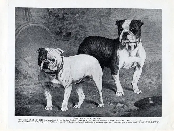 Old picture of Bulldogs 1876-1879 with slightly longer snouts and they are a bit taller