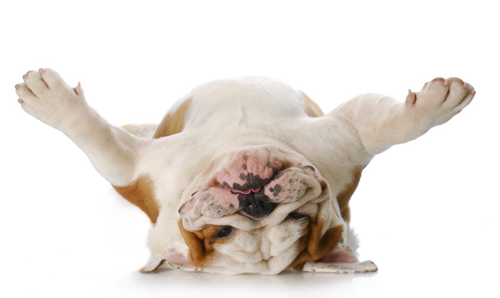 bulldog laying upside down on his back with reflection on white background