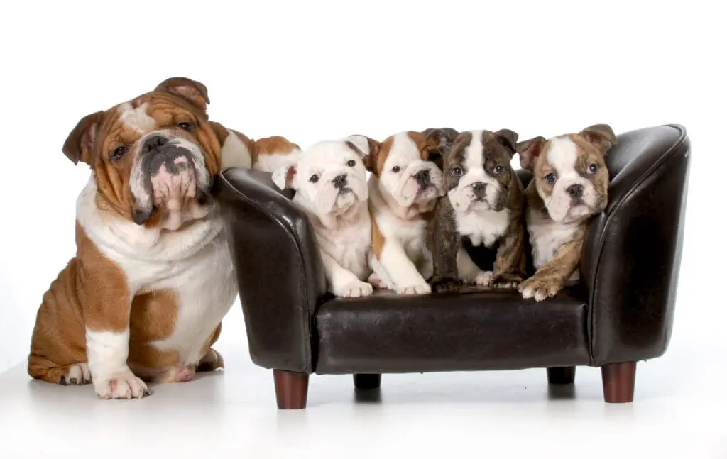 bulldog father sitting beside litter of four puppies sitting on couch isolated on white background