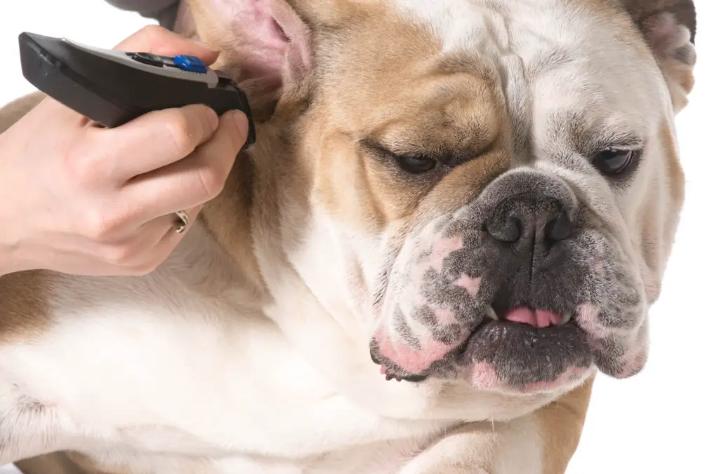 bulldog getting ears shaved on white background