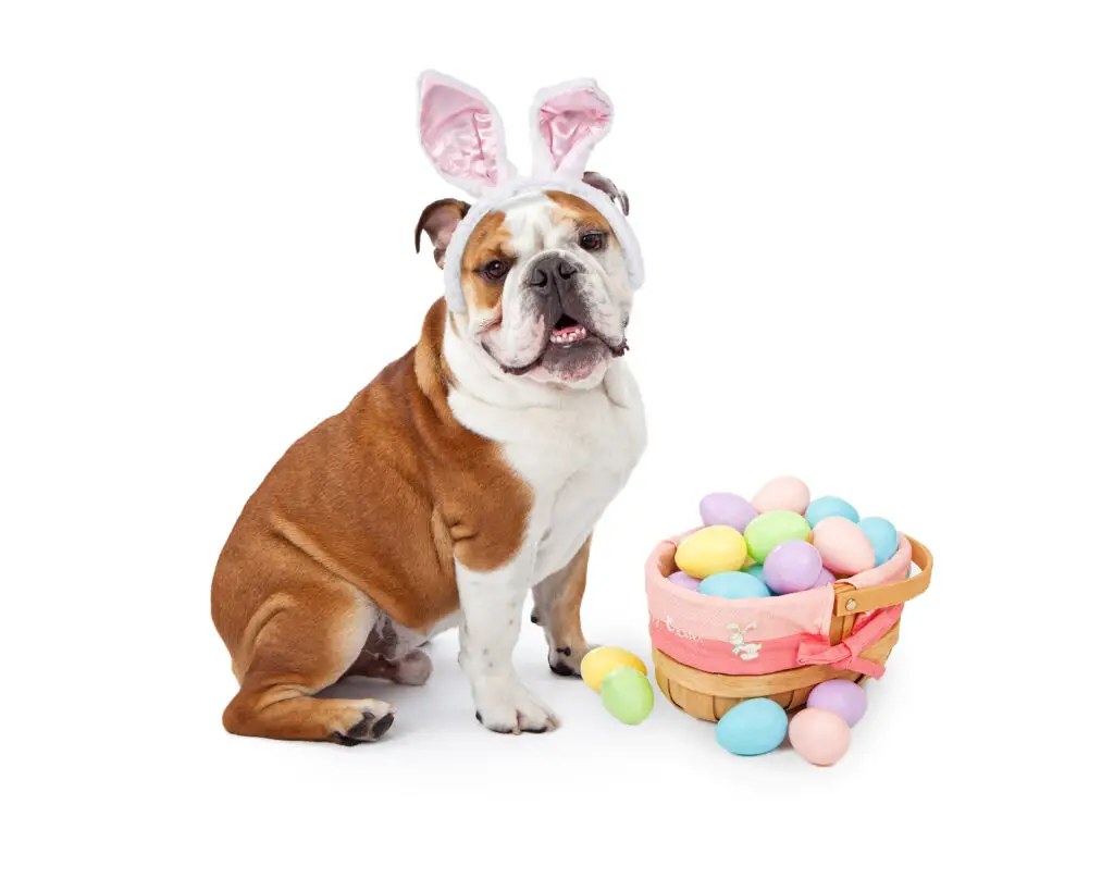 A Bulldog wearing Easter Bunny ears sitting next to a colorful basket of eggs