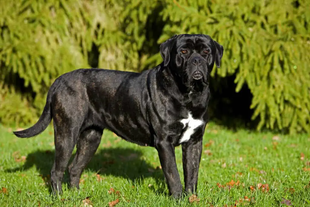 CANE CORSO standing on grass in front of pine trees
