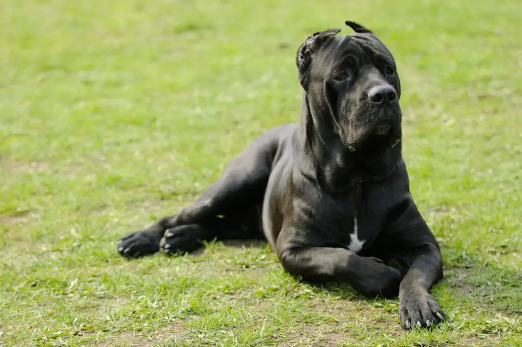 Cane Corso with cropped ears lying on grass