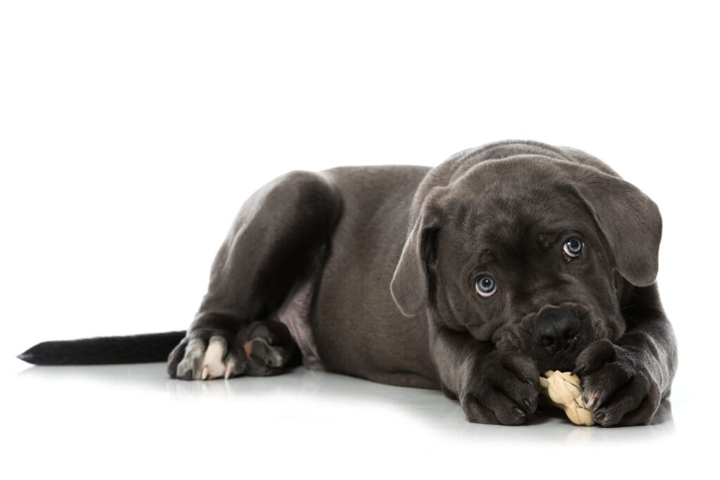 Blue eye Cane Corso puppy chewing on dog treat