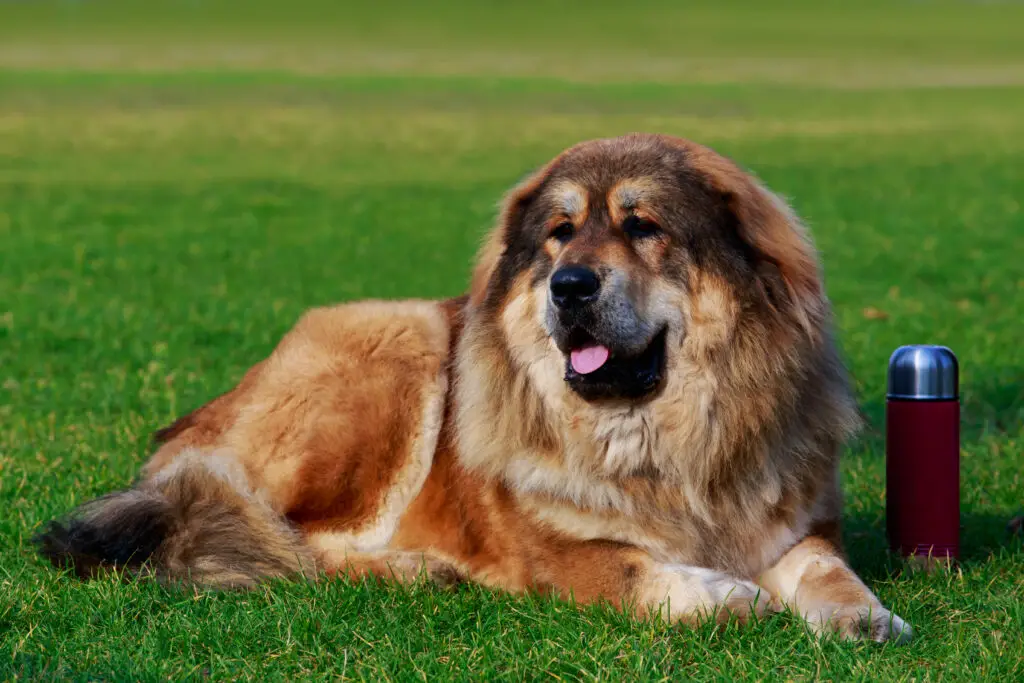 Caucasian Shepherd lying in the park and guards a burgundy thermos