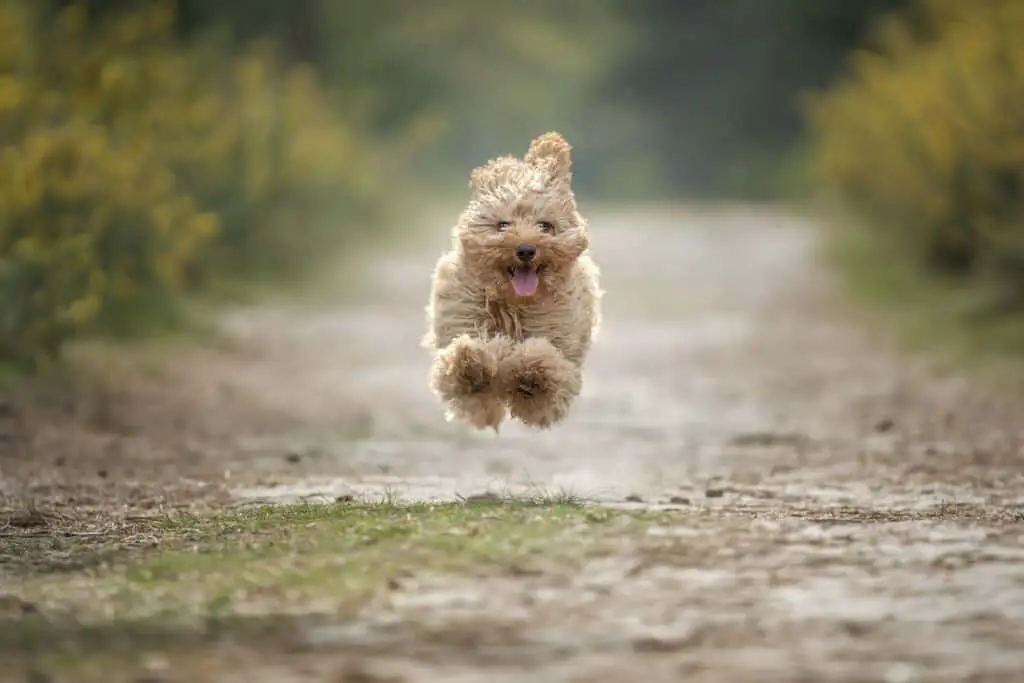 Cavapoo puppy running so fast he looks like he is floating