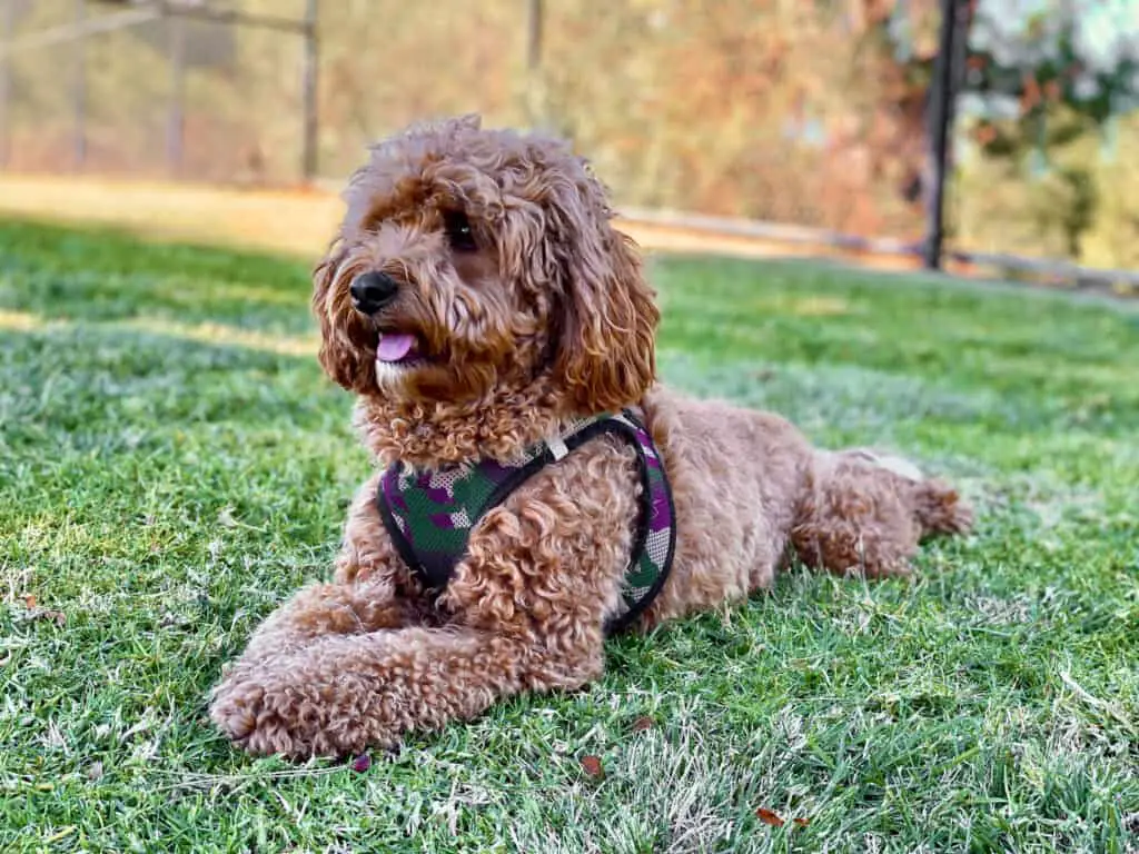 Cavapoo dog in the park laying on grass.