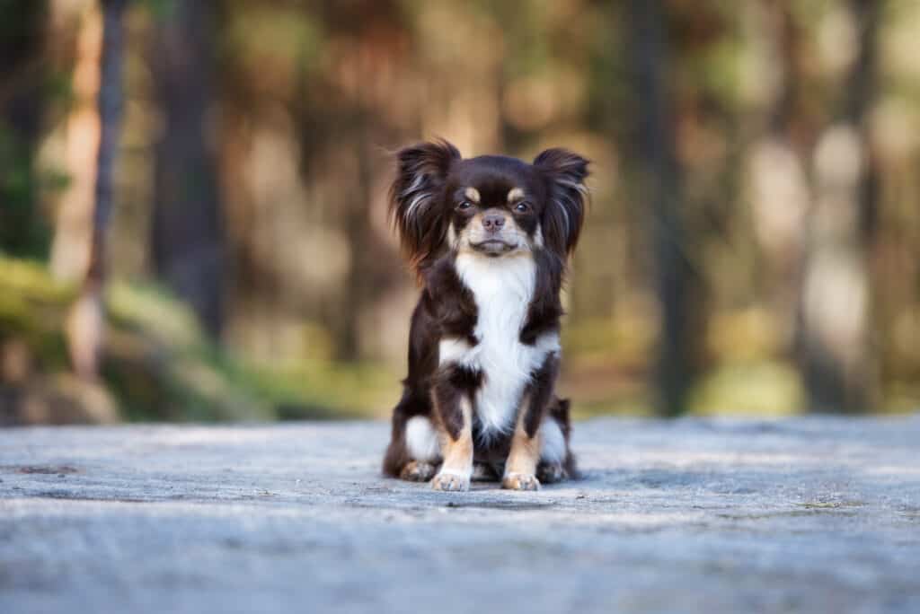 Black and tan Chihuahua with white chest and knees on pathway in park