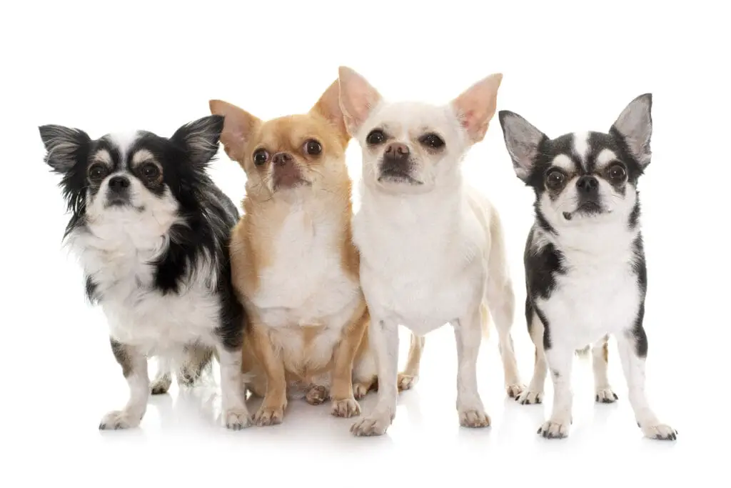 Four different colored Chihuahuas next to each other in front of white background. One black and white long hair, and three smoot coat. One golden, one cream and one black and white.