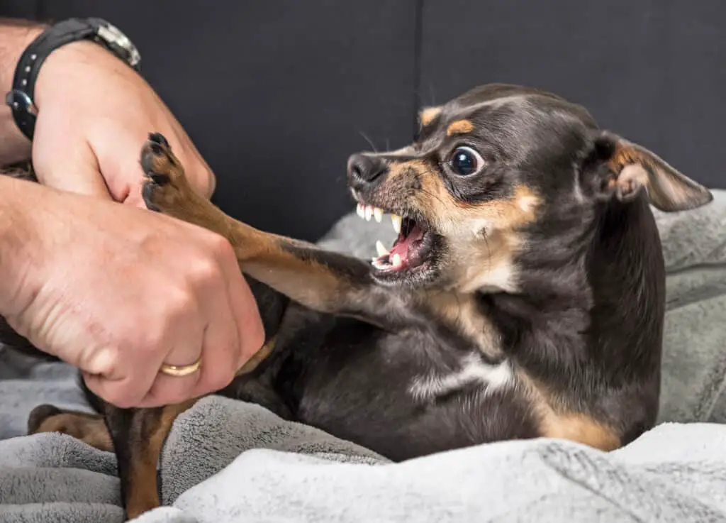 Chihuahua getting sassy with teeth bared ready to bite.