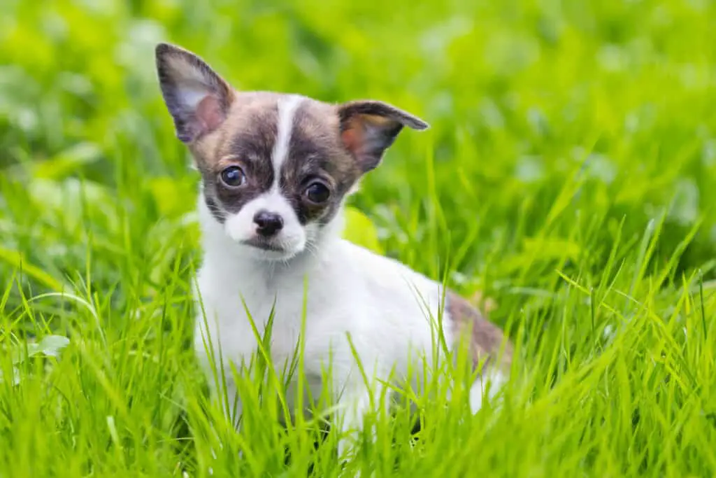 Brown and white Chihuahua puppy