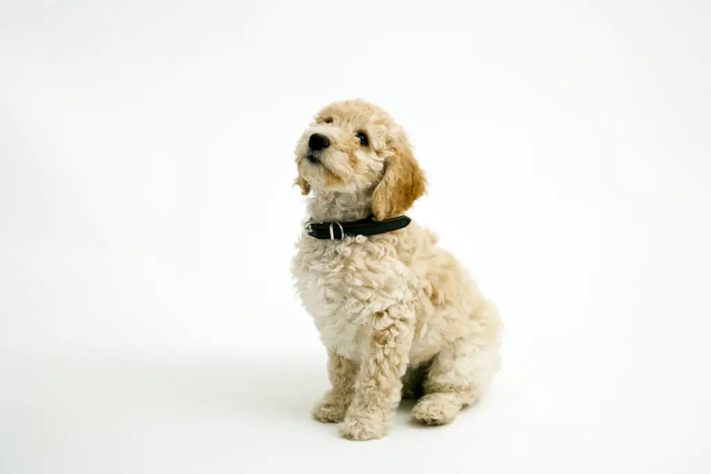 A cute Cockapoo puppy sits obediently looking upwards