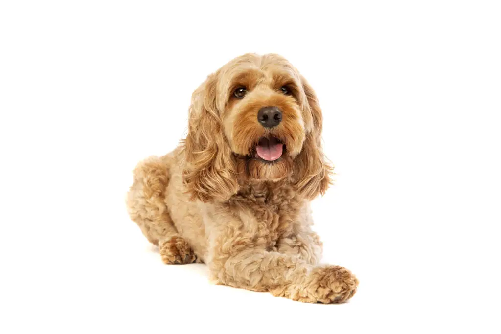 a Golden brown cockapoo dog in front of a white background