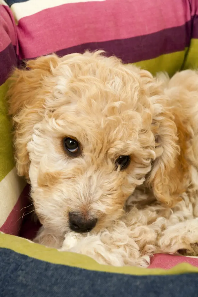 A cute golden Cockapoo puppy snuggled in a bed looking at the camera