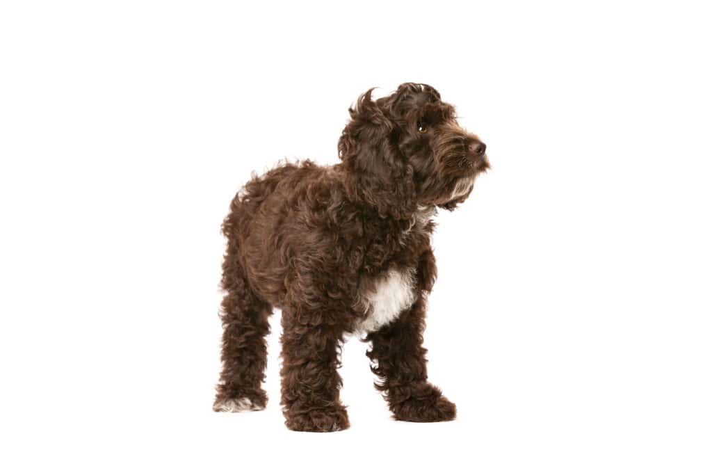 Chocolate Cockapoo puppy dog in front of a white background