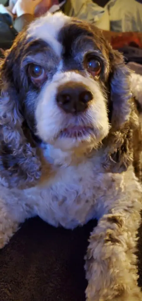 Our Cleo a Brown and White American Cocker Spaniel as a senior dog.