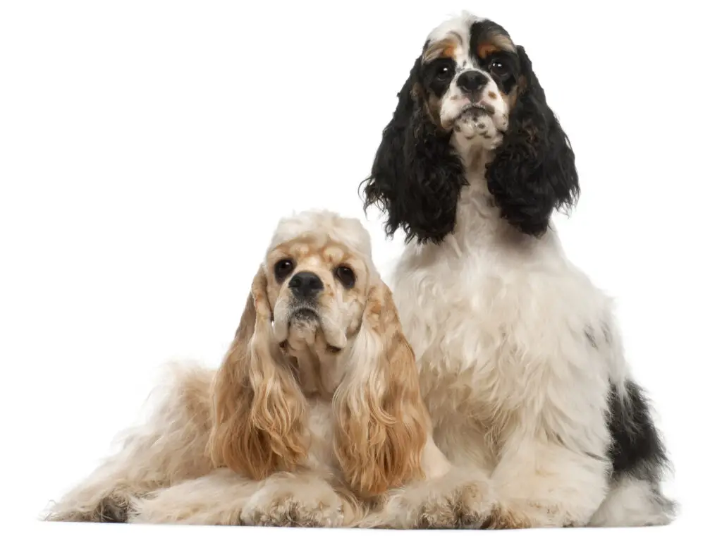 American Cocker Spaniel, Cream and Gold, and American Cocker Spaniel puppy, Black, Brown and Rust, in front of white background