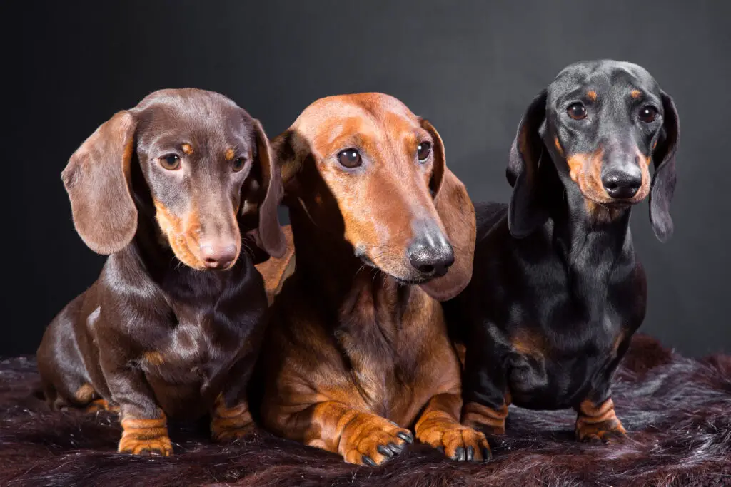 Studio portrait of three red, black and chocolate dachshund dogs on dark background