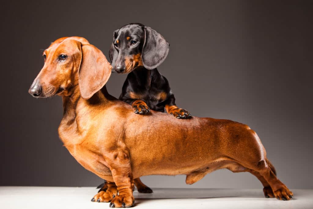 Big Red Dachshund with small black Dachshund on it's back posing on gray background