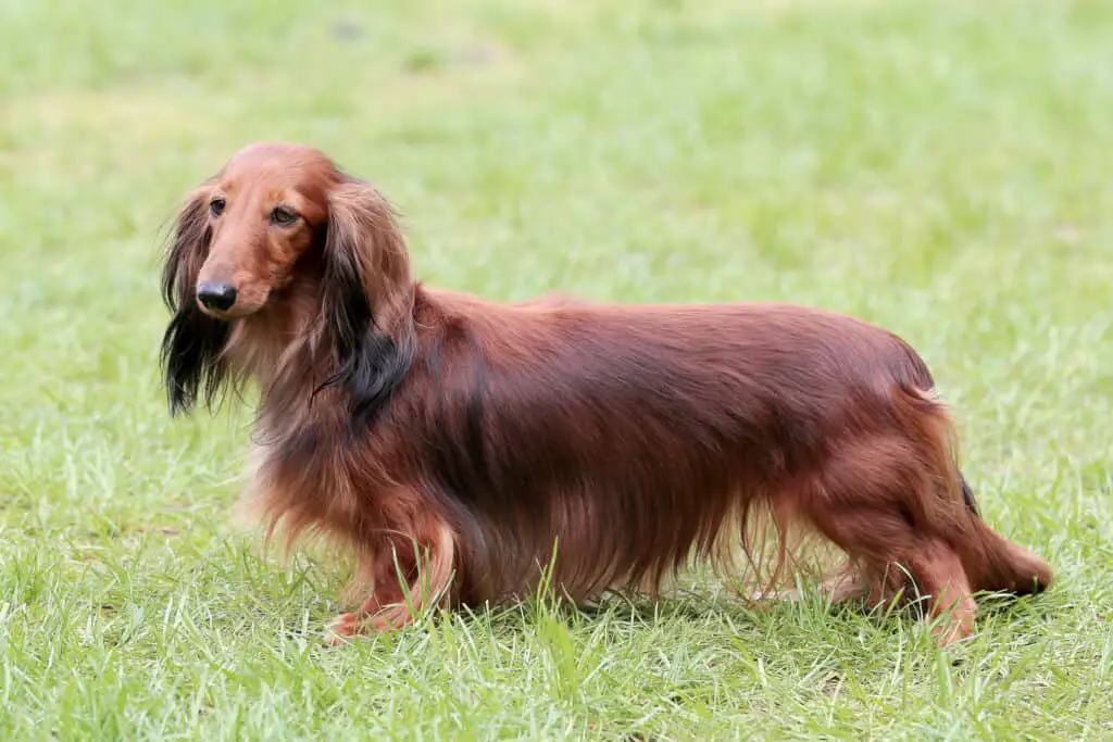 Dachshund Long-haired standing on grass