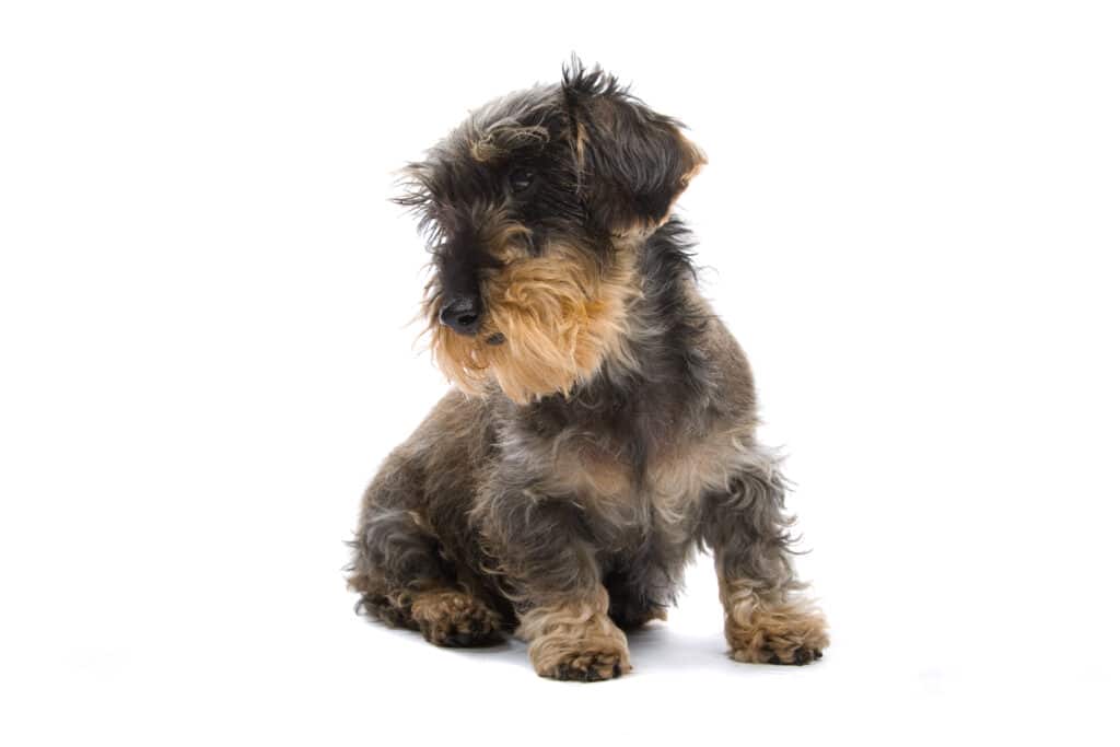 Black and tan wire haired Dachshund on a white background