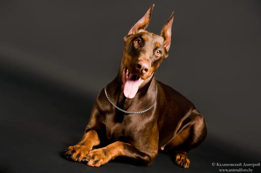 Brown Doberman Pinscher laying down, smiling at camera with gray background