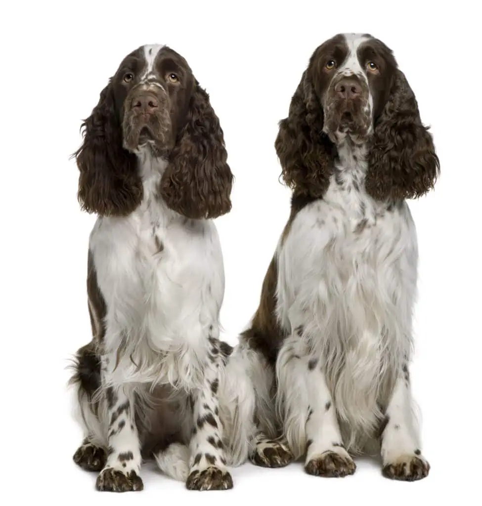 Two English Springer spaniels, sitting in front of white background