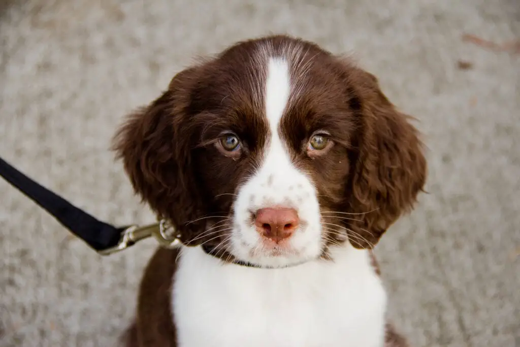 Close Up View of English Springer Spaniel Puppy