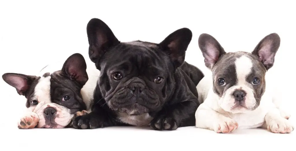 French Bulldogs two black and with and one black