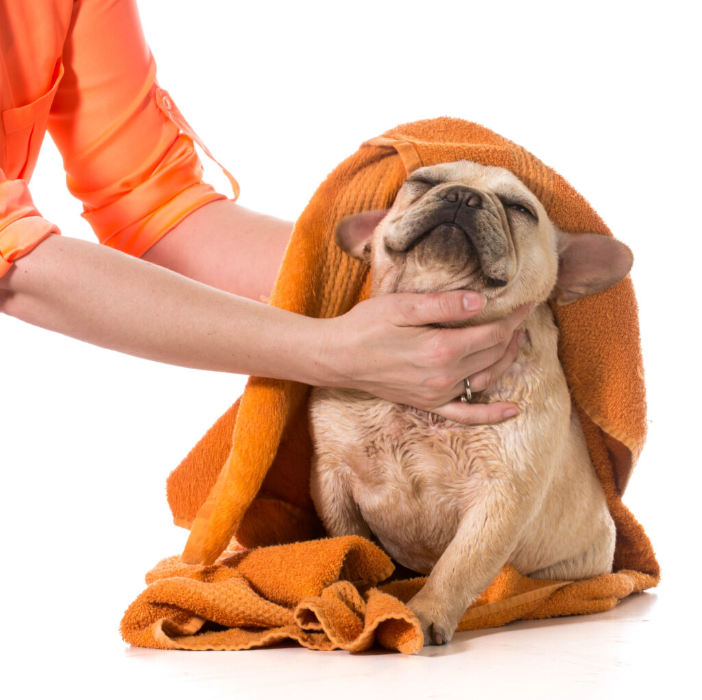 Drying a french bulldog off with an orange towel after bath