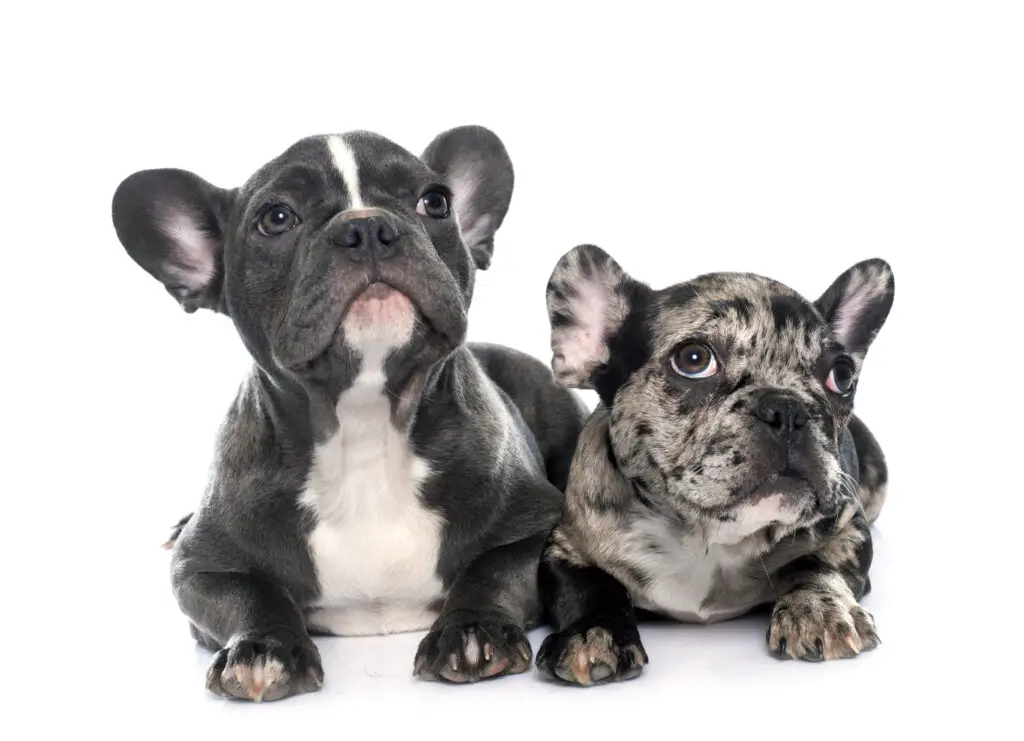 French Bulldog puppies. One black and white and one Merle (Speckled with gray, white and black)