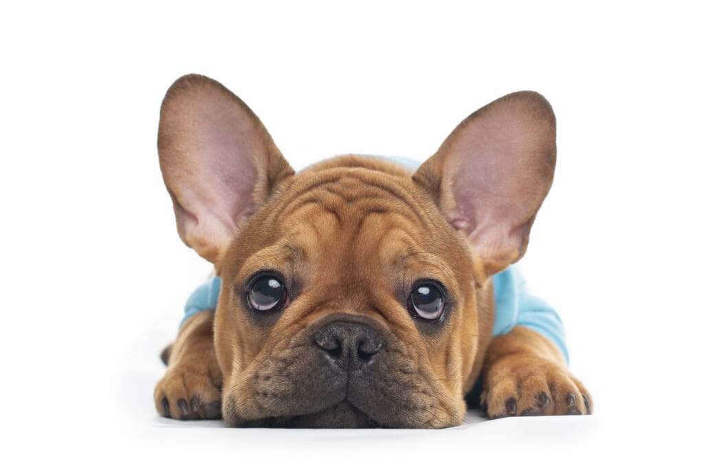 French Bulldog puppy with white background