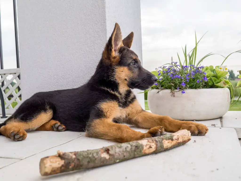 German Shepherd puppy lying on porch with chewed up stick