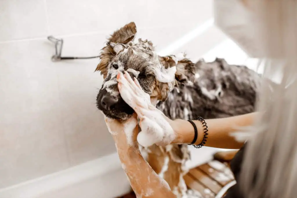 German Shepherd covered in soap getting washed by groomer